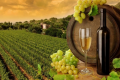 ITALIA: siamo i primi produttori di vino al mondo