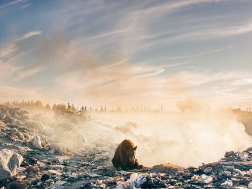 AMBIENTE: Canada, l’orso sperduto tra i rifiuti e’ lo scatto simbolo della natura contaminata
