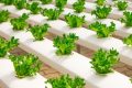 TECNOLOGIA: Robot-agricoltori coltivano l’insalata