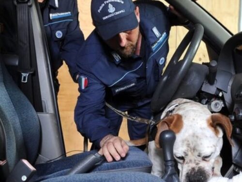 Asti, la scuola per cani poliziotto sceglie solo animali dei canili