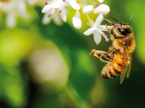 AMBIENTE: A Milano nasce l’autostrada per le api. Sarà la via fiorita più lunga d’Italia