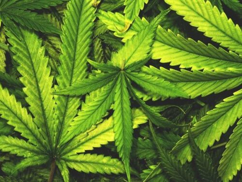 Cassazione: la coltivazione domestica di minime quantità di cannabis non è reato