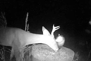 AMBIENTE: Trail Cam ha catturato accidentalmente il momento in cui un opossum ha aiutato un cervo raccogliendo le zecche dalla sua faccia