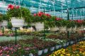 Covid-19, vivai e aziende agricole possono vendere piante e prodotti
