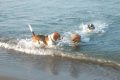 Cani salvati dai canili scoprono per la prima volta la gioia del mare