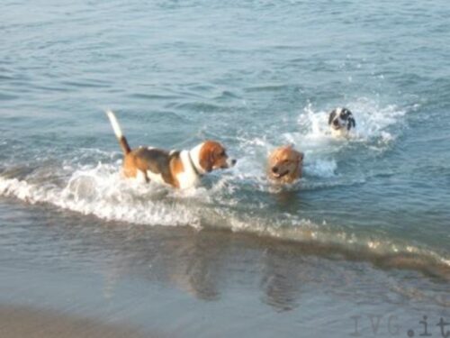 Cani salvati dai canili scoprono per la prima volta la gioia del mare