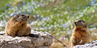 Due casi di peste bubbonica in Mongolia: scatta il divieto di caccia alle marmotte