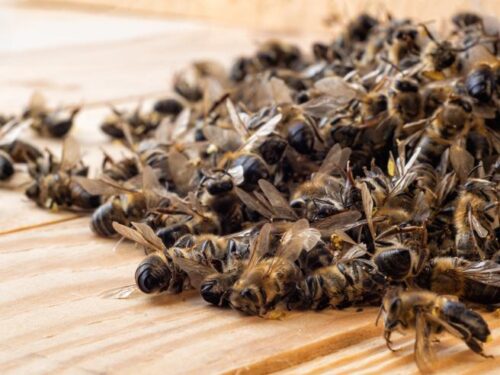La strage infinita delle api: in Lombardia persi altri 10 milioni di insetti. «Colpa dei pesticidi chimici»