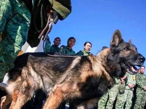 Morto di fatica Proteo, il cane eroe del terremoto in Turchia